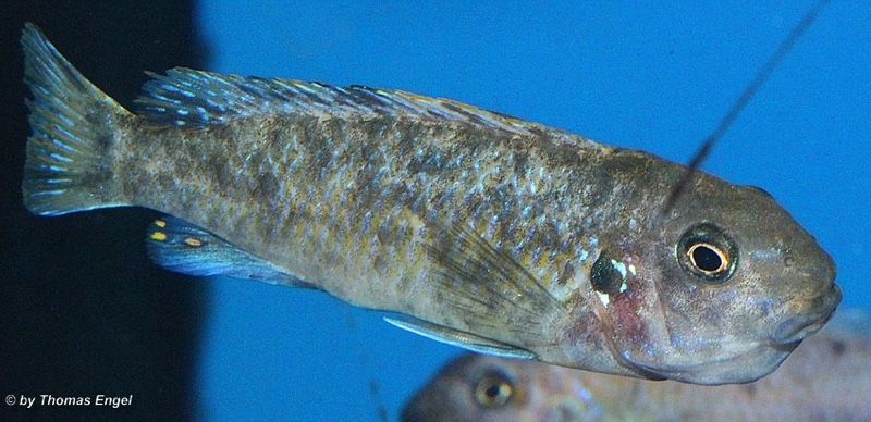 Labeotropheus trewavasae 'Higga Reef'